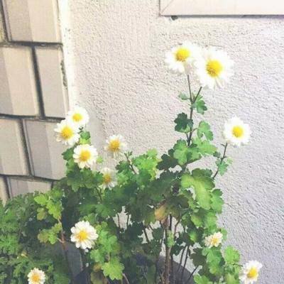 梦幻狂奔游戏官方版下载